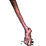 Leg