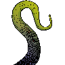 Tentacle
